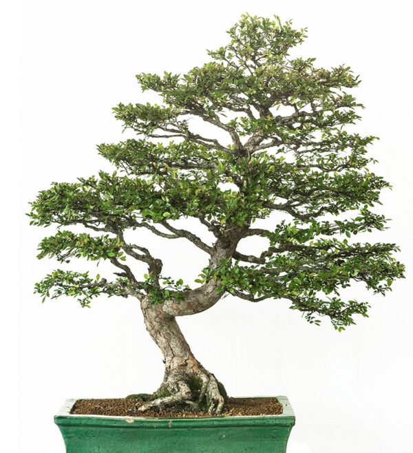 Ulmus Parvifolia bonsai tree