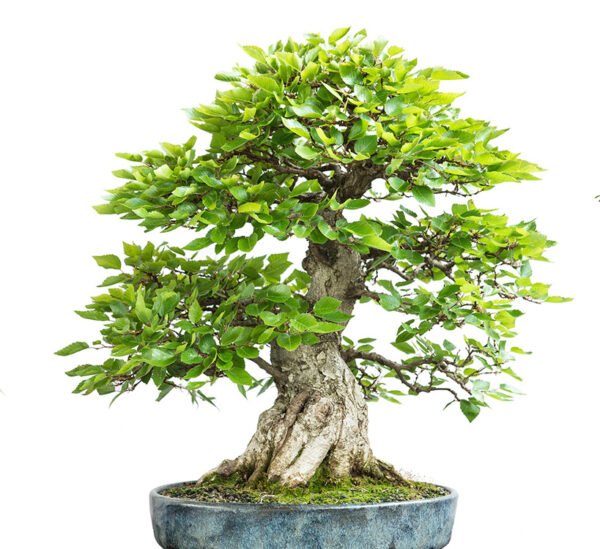 Carpinus Coreana bonsai tree