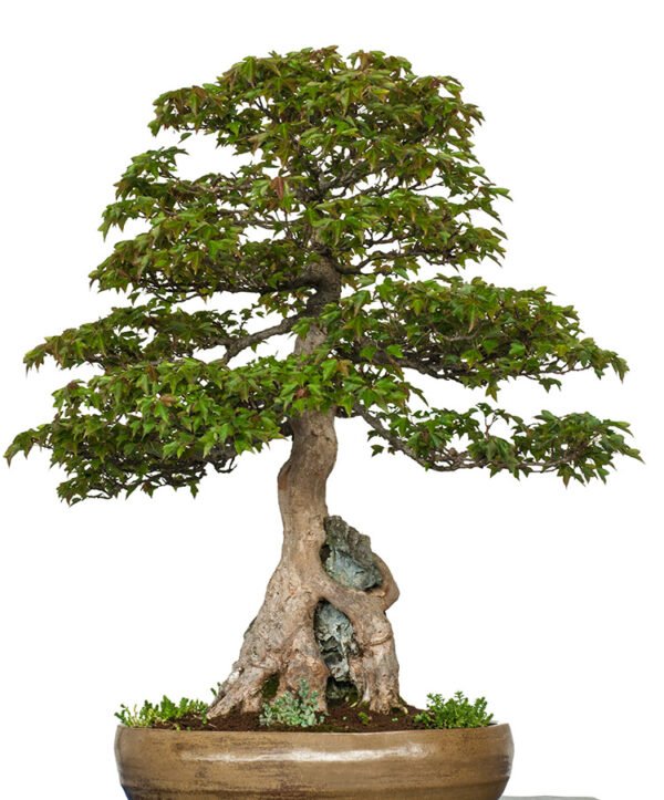 Acer Buergerianum bonsai tree