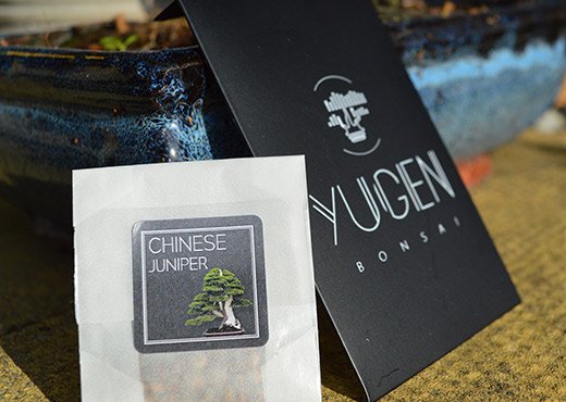 Chinese Juniper bonsai seed packet