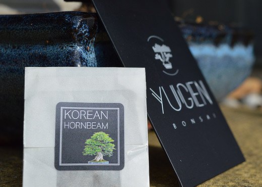 Korean Hornbeam bonsai seed packet