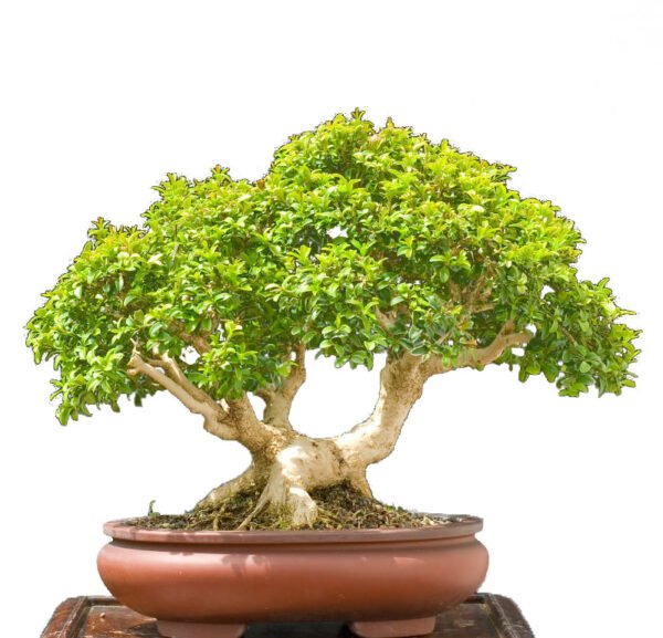 Buxus Sempervirens bonsai tree