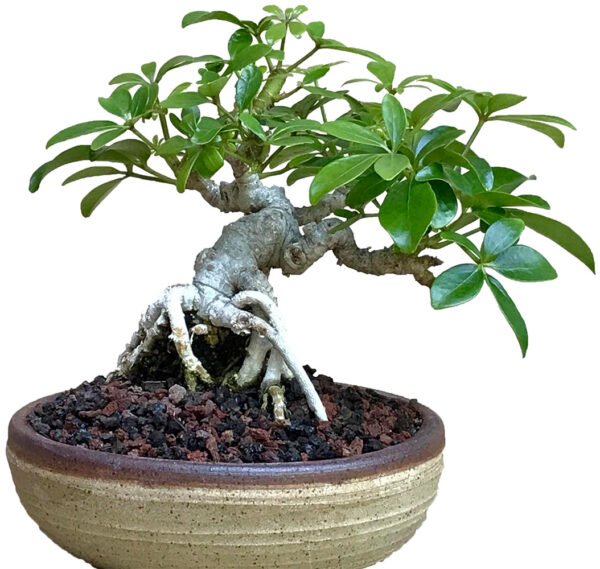 Schefflera Arboricola bonsai tree