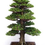 Cryptomeria Japonica bonsai tree