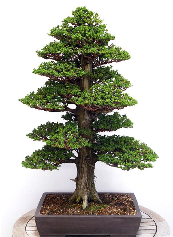 Cryptomeria Japonica bonsai tree