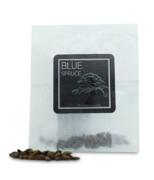 Blue Spruce seeds