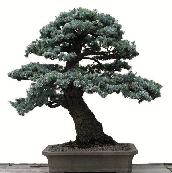 Picea Pungens bonsai tree