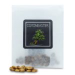 Cotoneaster Seeds