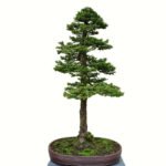 Metasequoia Glyptostroboides bonsai tree