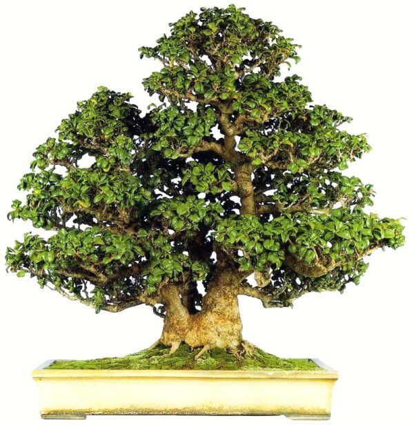 Ligustrum Japonicum bonsai tree