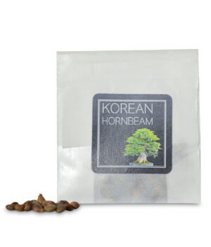 Korean Hornbeam Bonsai seeds