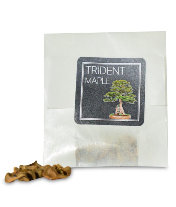 Trident Maple seeds