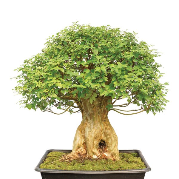 Lagerstroemia Indica bonsai tree