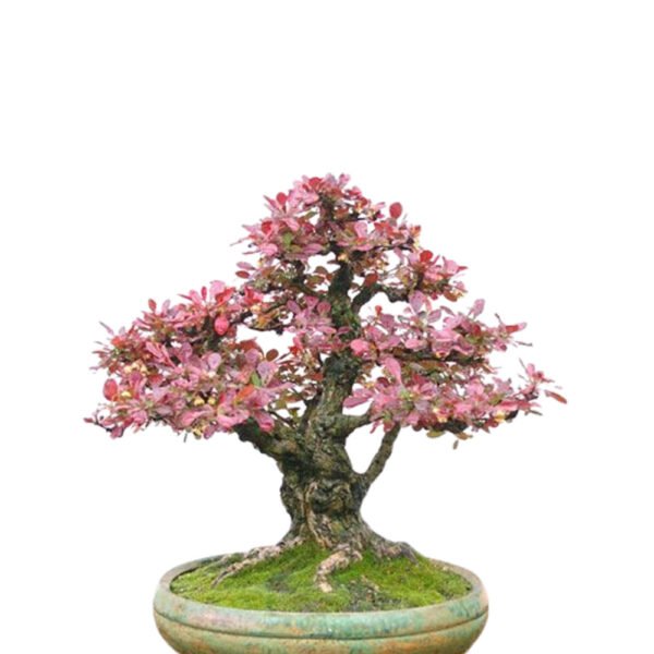 Berberis Thunbergii bonsai tree