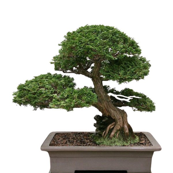 Chamaecyparis Obtusa bonsai tree