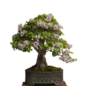 Syringa Vulgaris bonsai tree