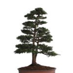 Tsuga Heterophylla bonsai tree
