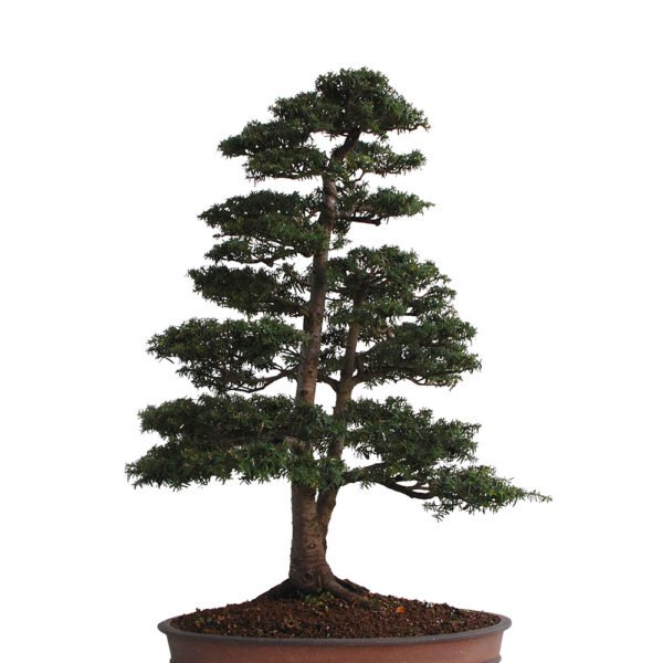 Tsuga Heterophylla bonsai tree