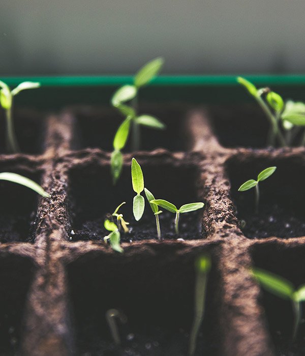 bonsai seedlings