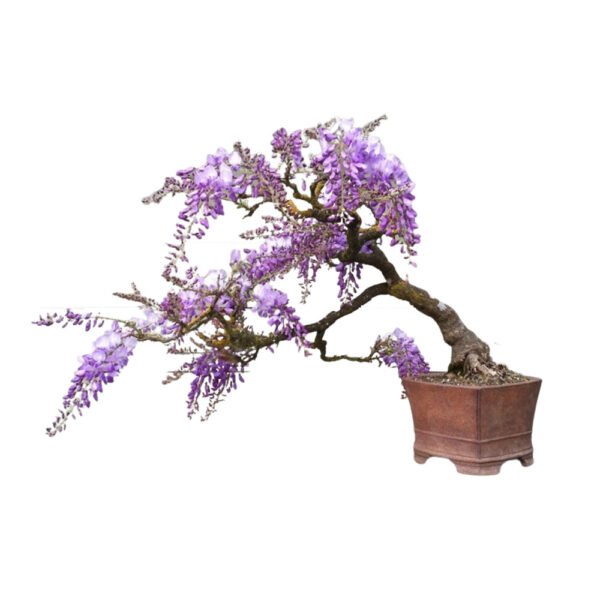 Jacaranda Mimosifolia bonsai tree