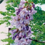 Empress Tree Seeds - Image 2