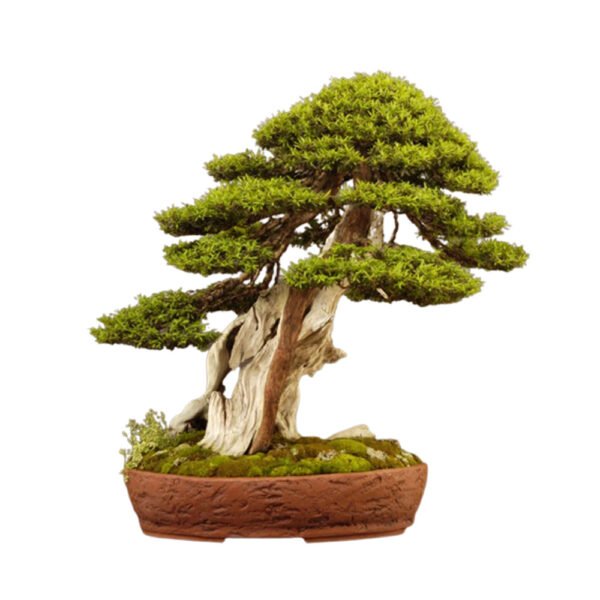 Taxus Baccata bonsai tree