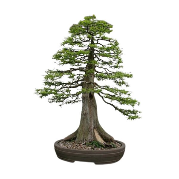 Sequoiadendron Giganteum bonsai tree