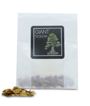 Giant Sequoia seeds