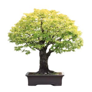 Zelkova Serrata bonsai tree