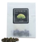 Japanese Elm Seeds