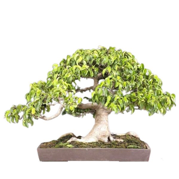 Ficus Benjamina bonsai tree