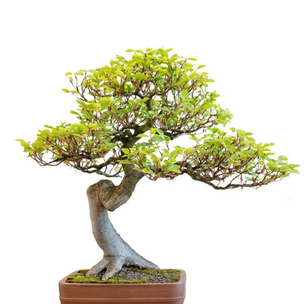 Fagus Sylvatica bonsai tree