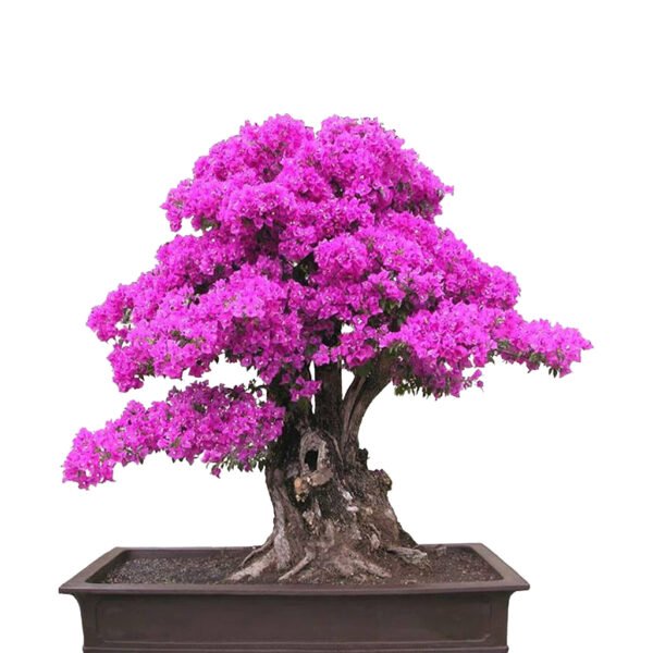 Cercis Chinensis bonsai tree