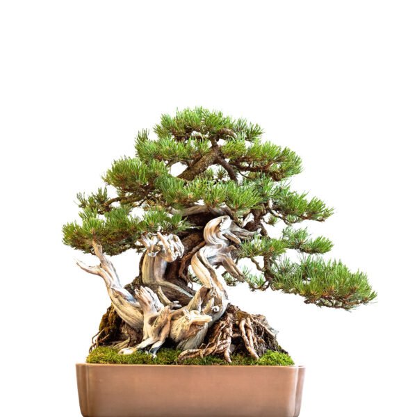 Pinus Mugo bonsai tree