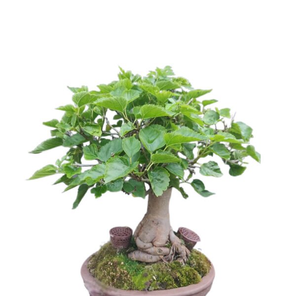 Morus Alba bonsai tree