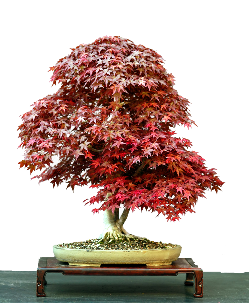 Acer Palmatum bonsai tree