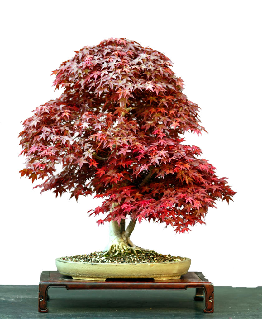 bonsai japanese maple