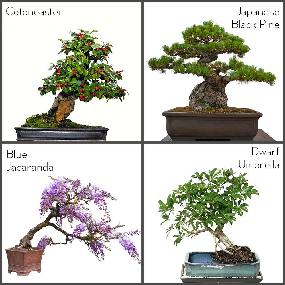 How Tall Will my Bonsai Tree Grow? - Learn how to control the size and –  Natureit