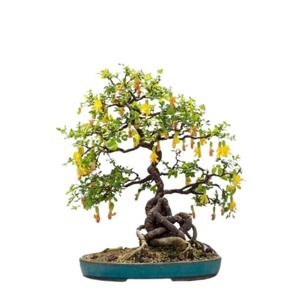 Caragana Arborescens bonsai tree