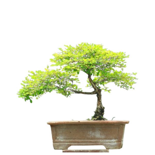 Gleditsia Triacanthos bonsai tree