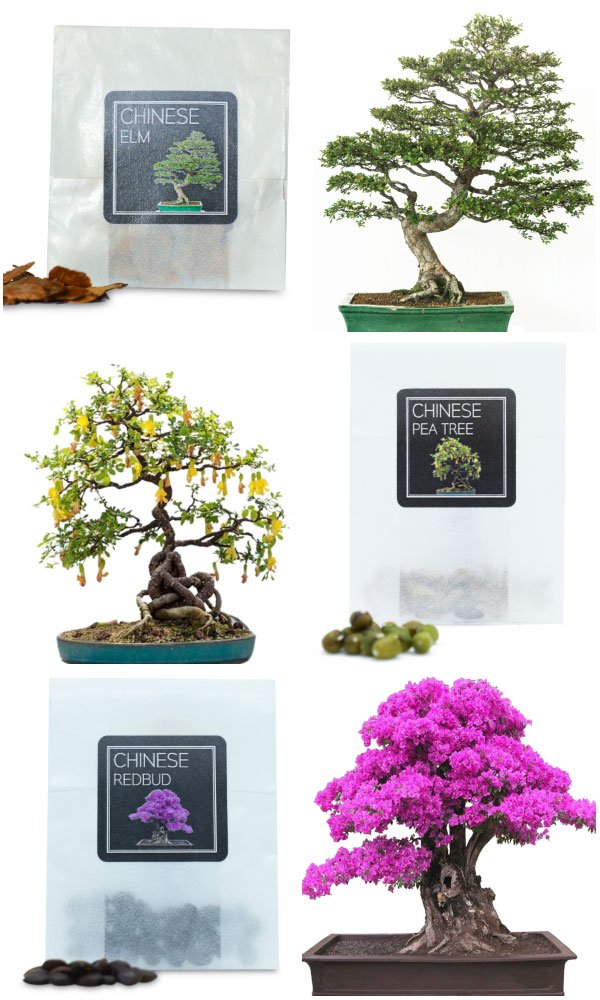 chinese-bonsai-seeds-bundle-c-1