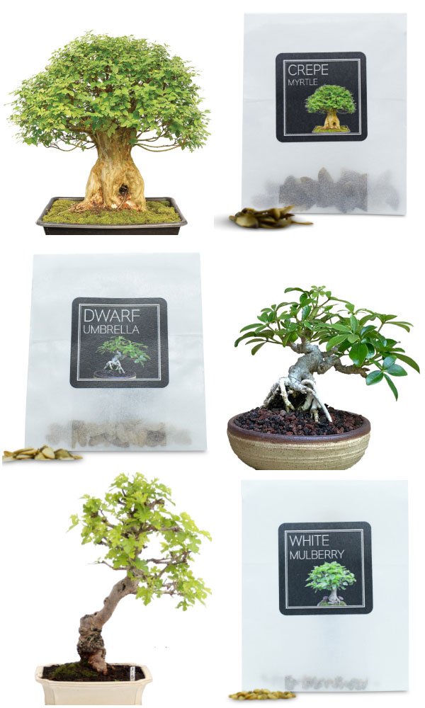 chinese-bonsai-seeds-bundle-c-2