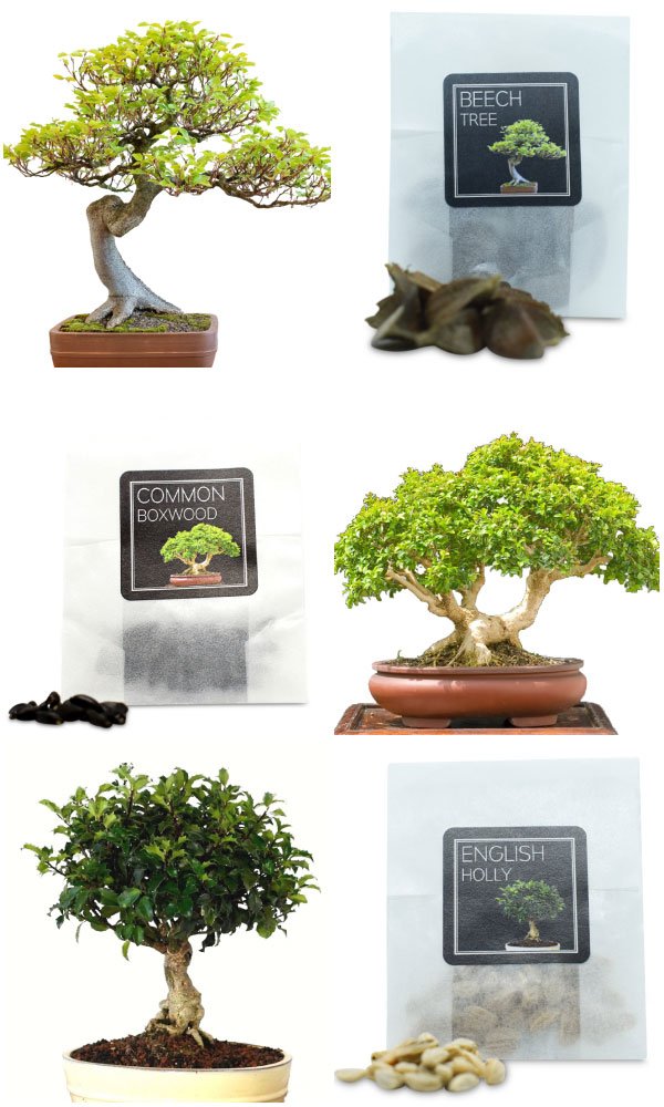 european-uk-bonsai-seeds-bundle-c-1