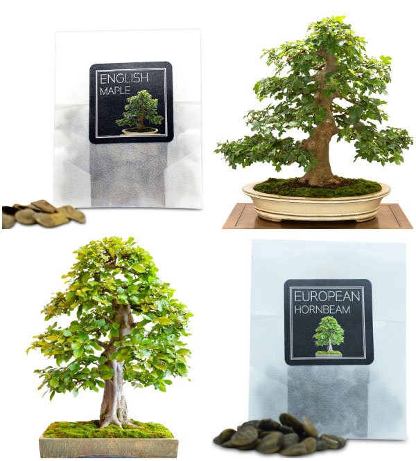 european-uk-bonsai-seeds-bundle-c-2