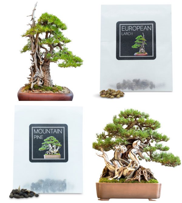 european-uk-bonsai-seeds-bundle-c-3