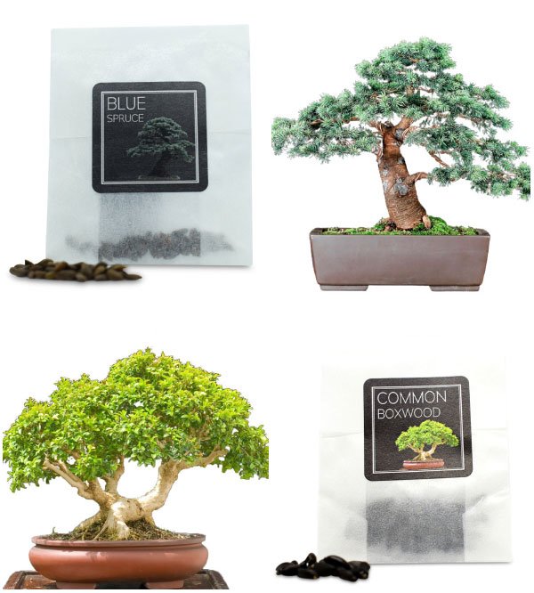 evergreen-bonsai-seeds-bundle-c-1