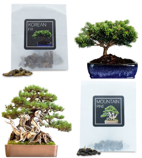 evergreen-bonsai-seeds-bundle-c-3