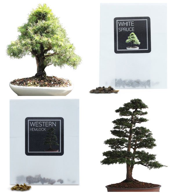 evergreen-bonsai-seeds-bundle-c-4