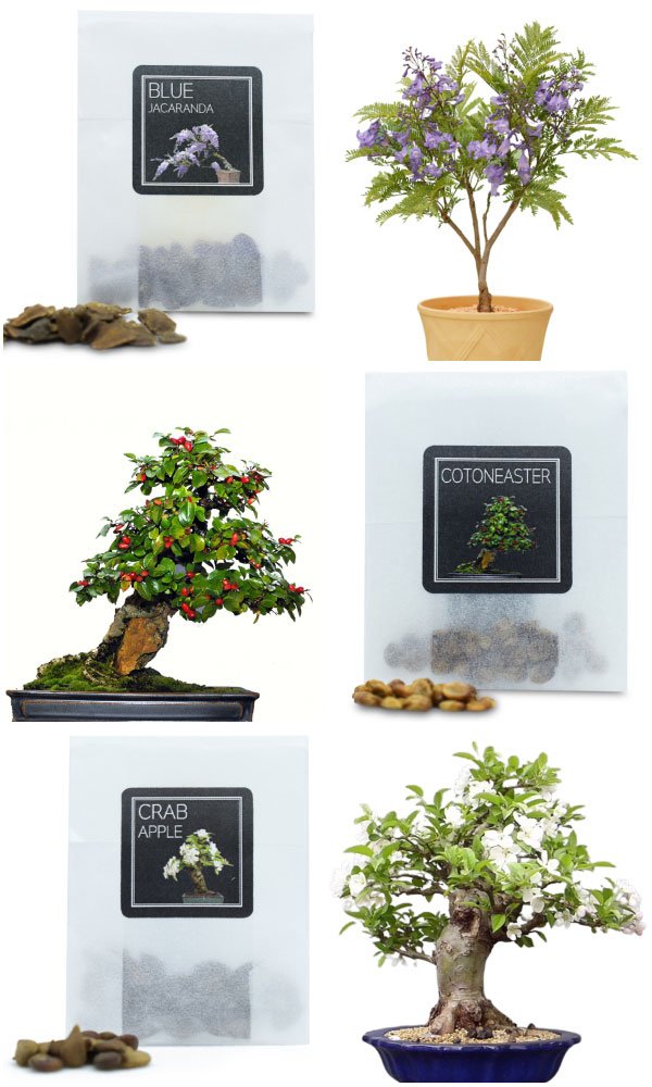 flowering-bonsai-seeds-bundle-c-1