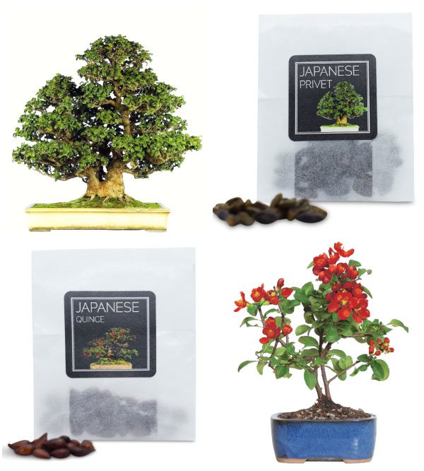 japanese-bonsai-seeds-bundle-c-4